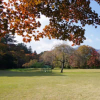 河口湖で秋の名残を楽しむ（11/9）