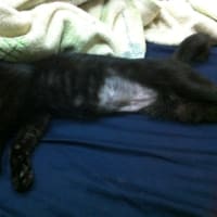 猫：避妊手術のその後と毛玉除去剤