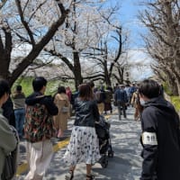 ムンバイのカレーと九段下駅からの桜