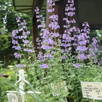 紫竹ガーデン その２（2023北海道no19)