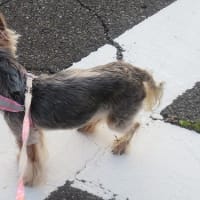 戻り梅雨ではないらしい