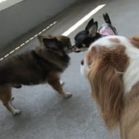 正直者