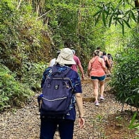 2023年ＧＷハワイ旅行記（オアフ）その26マノア渓谷の滝ハイキング