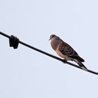 04/30探鳥記録写真-3：はまゆう公園の鳥たち（ウグイス、ホオジロ、キジバト、カワラヒワ、）