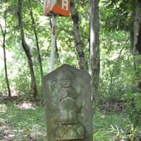 森林公園を歩く