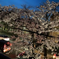 贅沢な花見