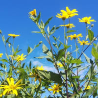 なんとなく・・　秋だー！