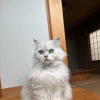 コーロハッピーとローズガーデン