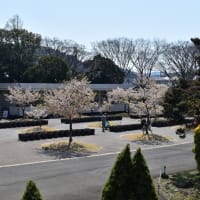 オカメザクラ・春めき桜狩り　神奈川県鎌倉市　日比谷花壇大船フラワーセンター（２）オカメザクラは見頃過ぎ、春めき桜は見頃です