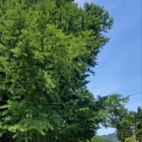 新緑の川内町