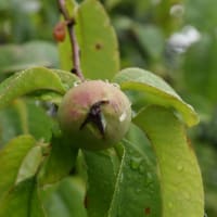 今日も雨