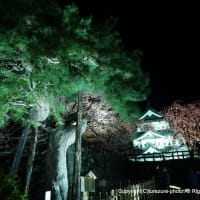 2025桜名所・弘前公園　宵～ライトアップ