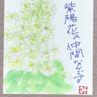わたくし　紫陽花の仲間なんです