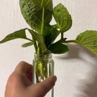 け　とりましょー。