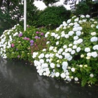 雨の江津湖畔