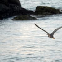 09/10探鳥記録写真-2：狩尾岬の鳥たち（クロサギ、イソヒヨドリ、トビ）