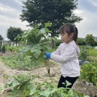 沢山収穫が出来ました。