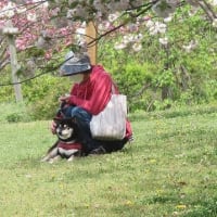  於大公園 ： サクラソウ・・・1歳児を抱っこしたママさん達が桜の丘で記念写真を撮っていました。