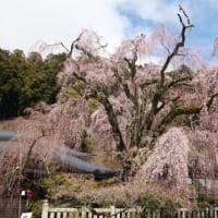 身延山「久遠寺」の枝垂れ桜（１）