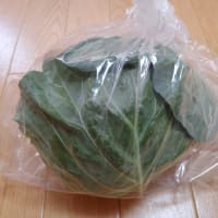 【ありがたい限りです】アルバイト先関係者からのキャベツ