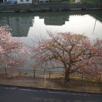 今朝撮影した桜です。