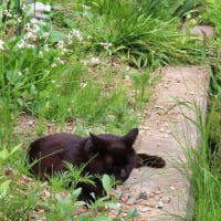 おふさ観音　春バラ祭り　＆アジサイ　庭の黒猫