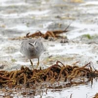 05/24探鳥記録写真-3：若松北海岸千畳敷のキアシシギ、