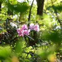 晴れた森の中に咲く石楠花のピンク色。