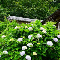 観音寺市「粟井神社」のあじさい