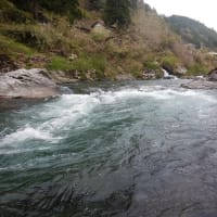高水の吉田川へアマゴ釣り･･･　いよいよ本番！　2025.4.18　