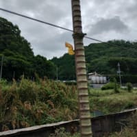 ★蓮の花。