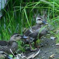 草を食べ始めたよ、カルガモの子ども。