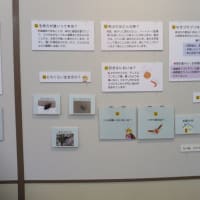 企画展　ゴキの真実「のぞいて楽しむゴキブリの世界」（2025）・・・鹿児島県立博物館