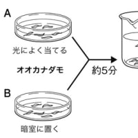 中２理科①ー７　光合成その２　8th grade biology ~Photosynthesis(2)~
