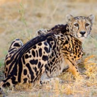 【キングチーター】清水謙行が世界を旅するブログー絶滅危惧種世界を旅する