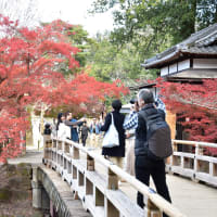 奈良公園2023，11，25