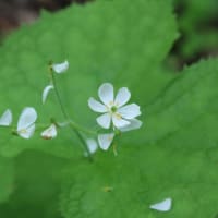 たきがしら湿原へ、春の花見に