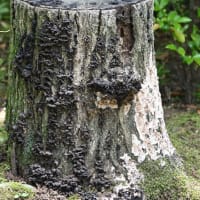 2025年6月7日 昭和記念公園のキノコ