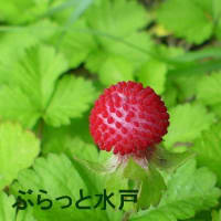 水戸の実と種(38)