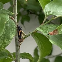 害虫と益虫