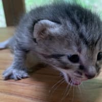 企業に捨てられた猫達のその後