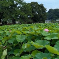 蓮の花は見ごろ　小山田神社と薬師池公園　