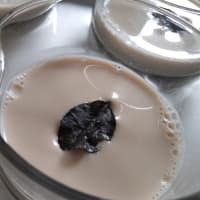 牛乳で煮出したほうじ茶プリン