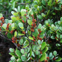 植物図鑑－97　シマイスノキ