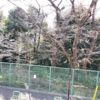 安行桜が咲いてきました
