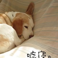 海のじっちゃんとてんてん。