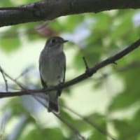 奇跡的な出会い、とても嬉し、コサメビタキの姿、ドキドキ眺め　(KK楽園)岐阜県各務原市