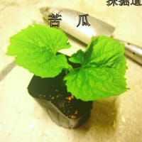 みっつめのめでみつめて。