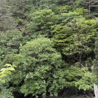 荒川鉱山２０２５年6月４日、５日