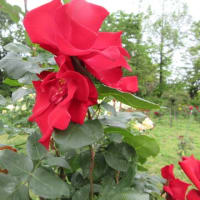 濁川公園の薔薇